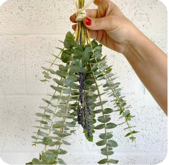 Eucalyptus Shower Bundle