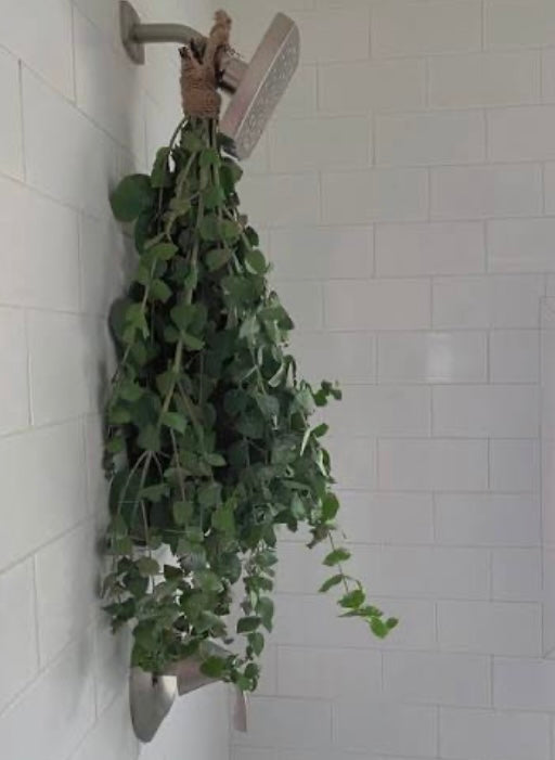 Eucalyptus Shower Bundle